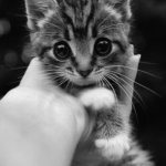 tumblr_n0jaifr0Ur1raw451o1_500